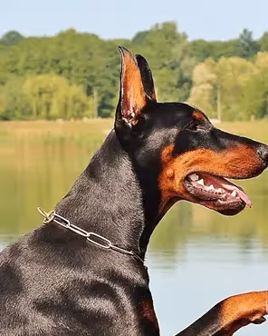 Woman shaking paw with Doberman by a lake, representing bonding, outdoor lifestyle, and pet-friendly email design ideas for dog lovers.