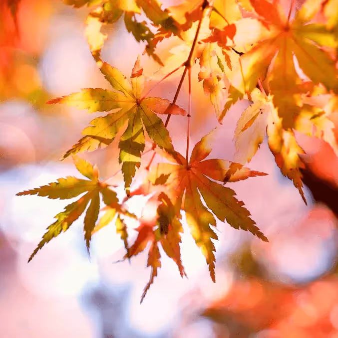 Flat lay of autumn leaves on a mustard yellow background, representing fall season email themes.
