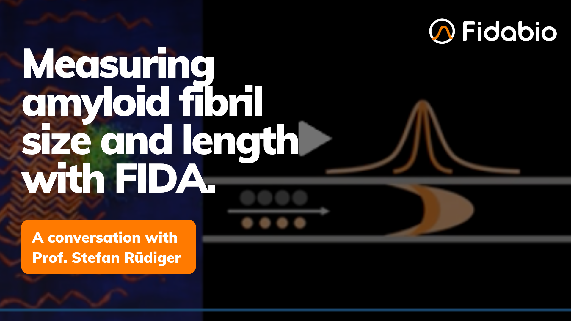 Measuring amyloid fibril size and length with FIDA: a conversation with Prof. Stefan Rüdiger