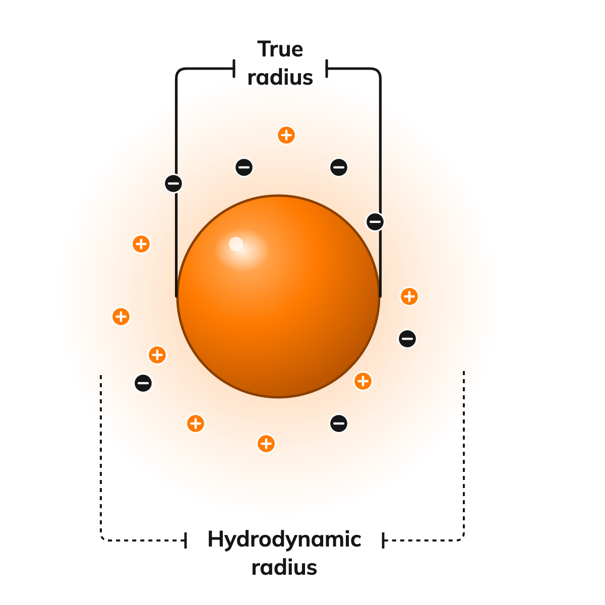 Illustration of hydrodynamic radius: a protein in solution with the layer of water that moves with it, giving an effective size larger than the molecule alone.