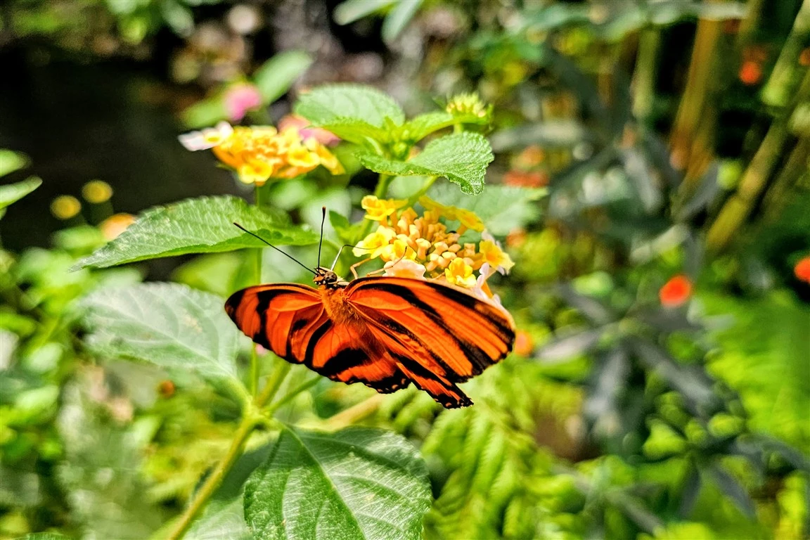 Butterflies as enjoyed on Serenity Vista recreational Bee & Butterfly outing