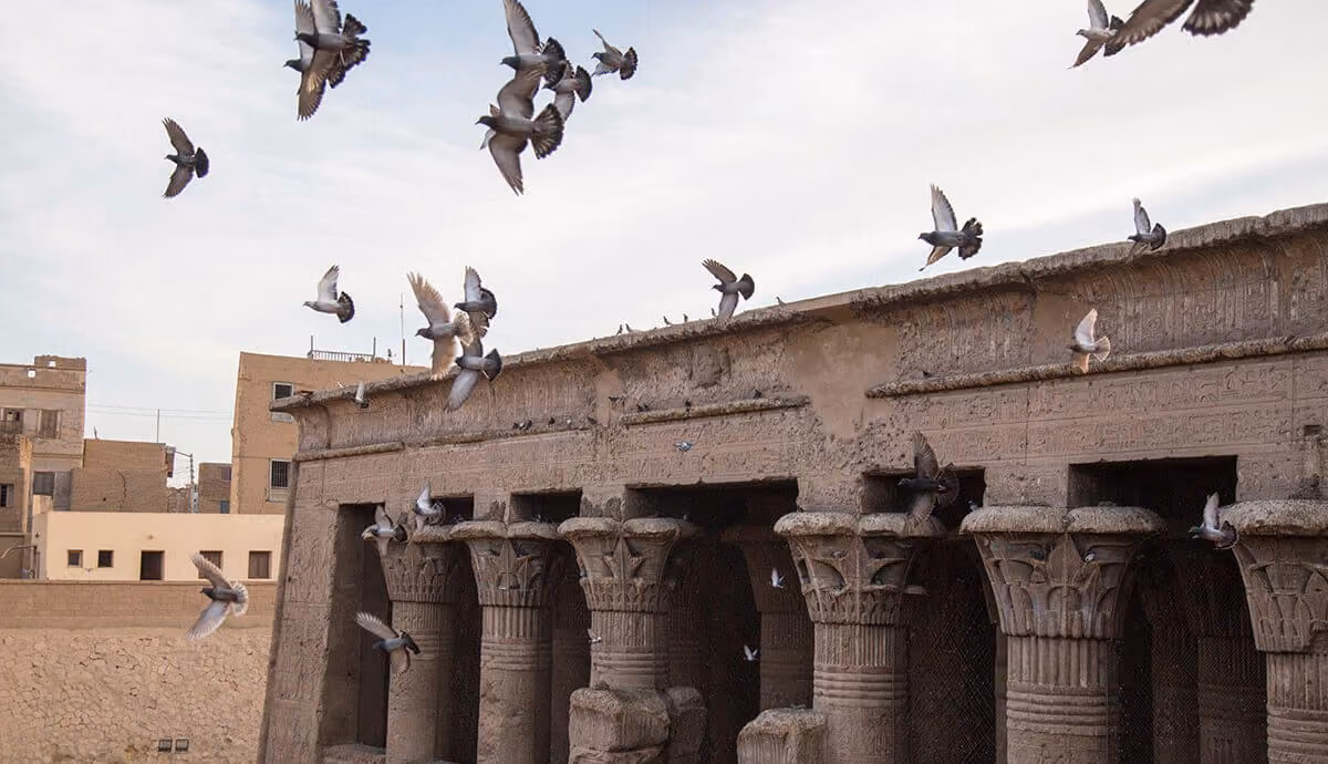 Birds flying on an ancient building