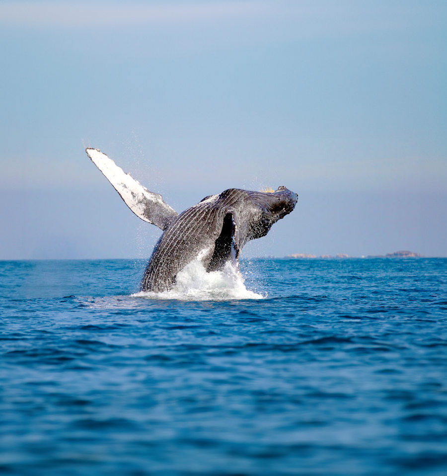 whale watching los cabos
