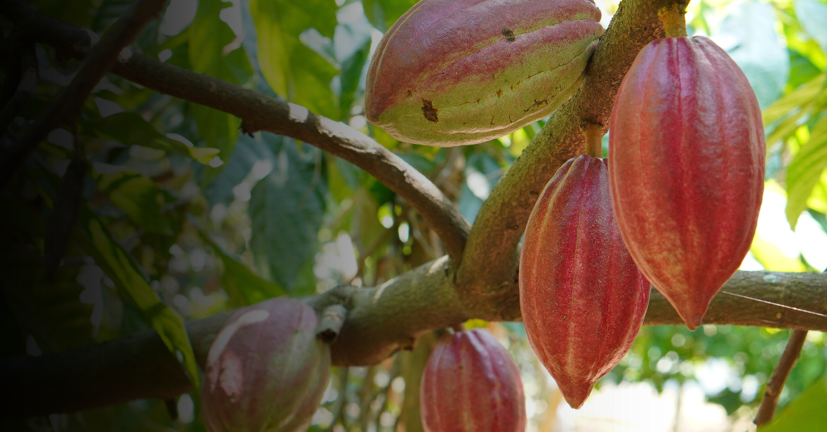 Image of a cocoa plant representing 1 of the 7 commodities in the EUDR law