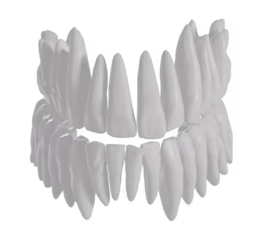 Teeth segmented from CBCT