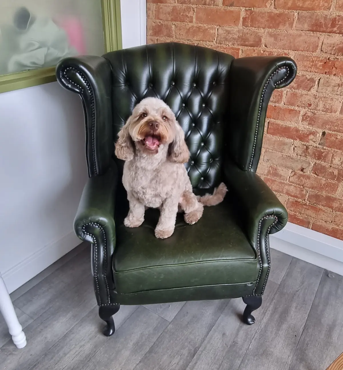 Happy dog sitting on green chair.