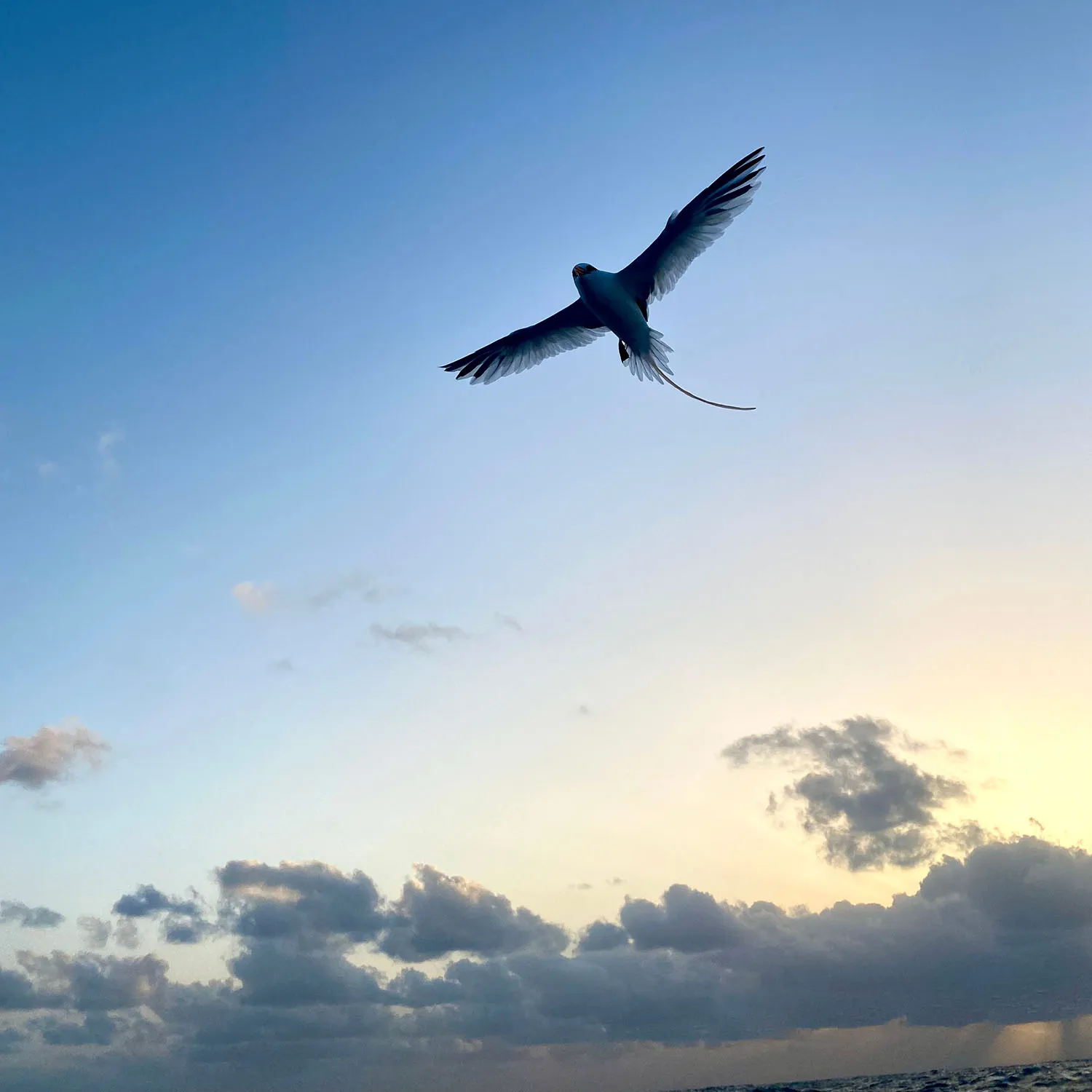 tern flying above the rowing boat in the Caribbean