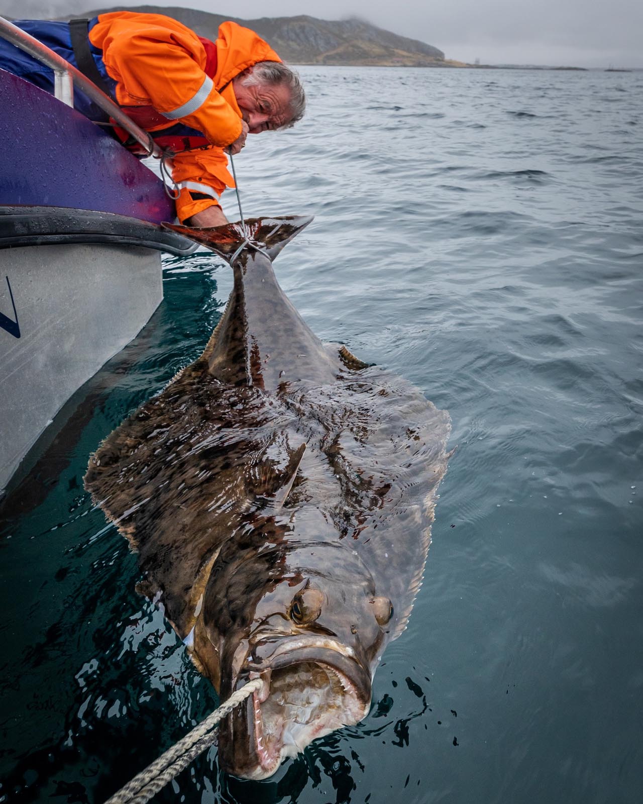 Fisker i oransje jakke holder i halefinnen på en enorm kveite ved båtsiden under fisketur nær Svolvær.