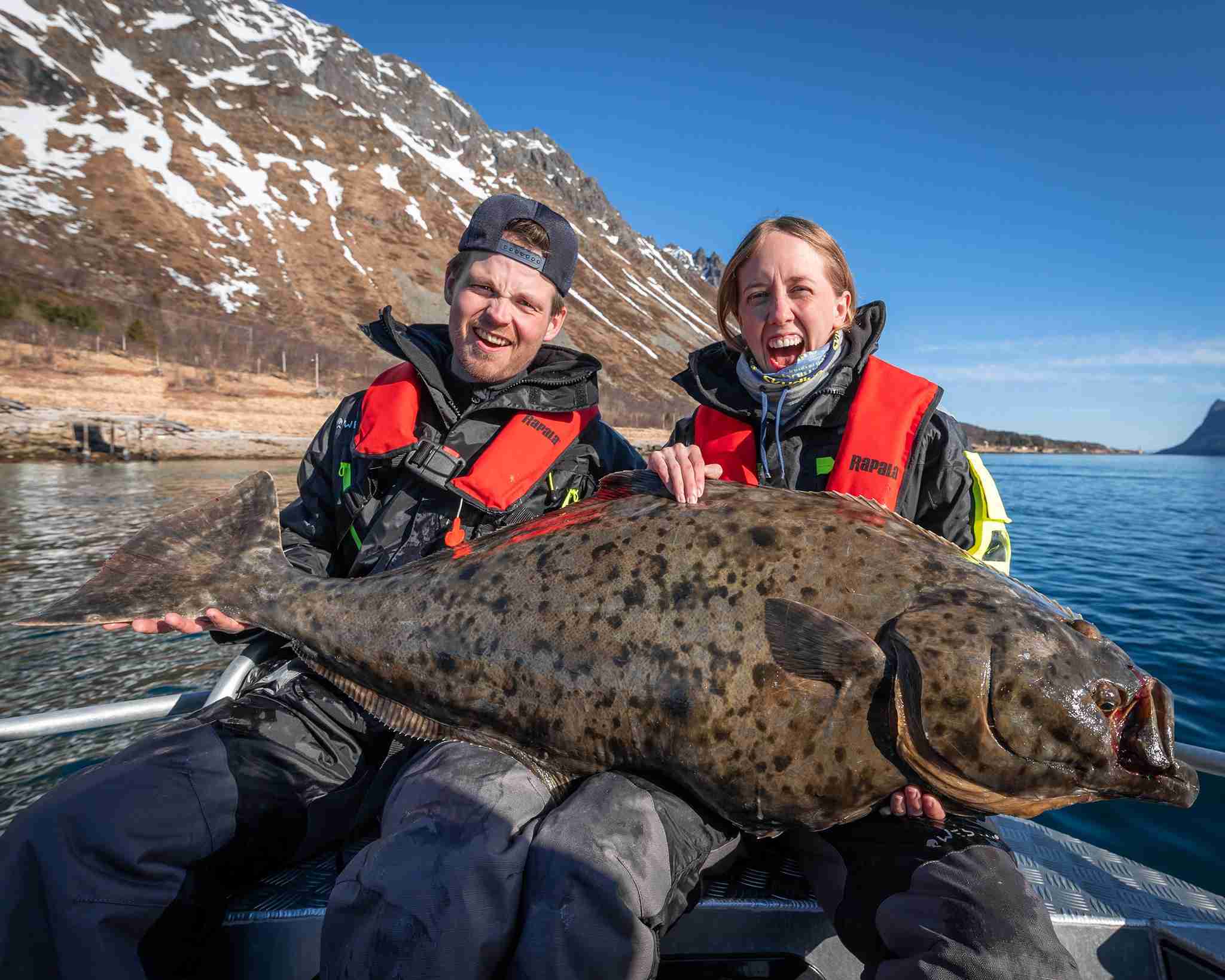 To fiskere holder en massiv kveite om bord i båt, med vårlandskap og fjell i bakgrunnen nær Henningsvær.
