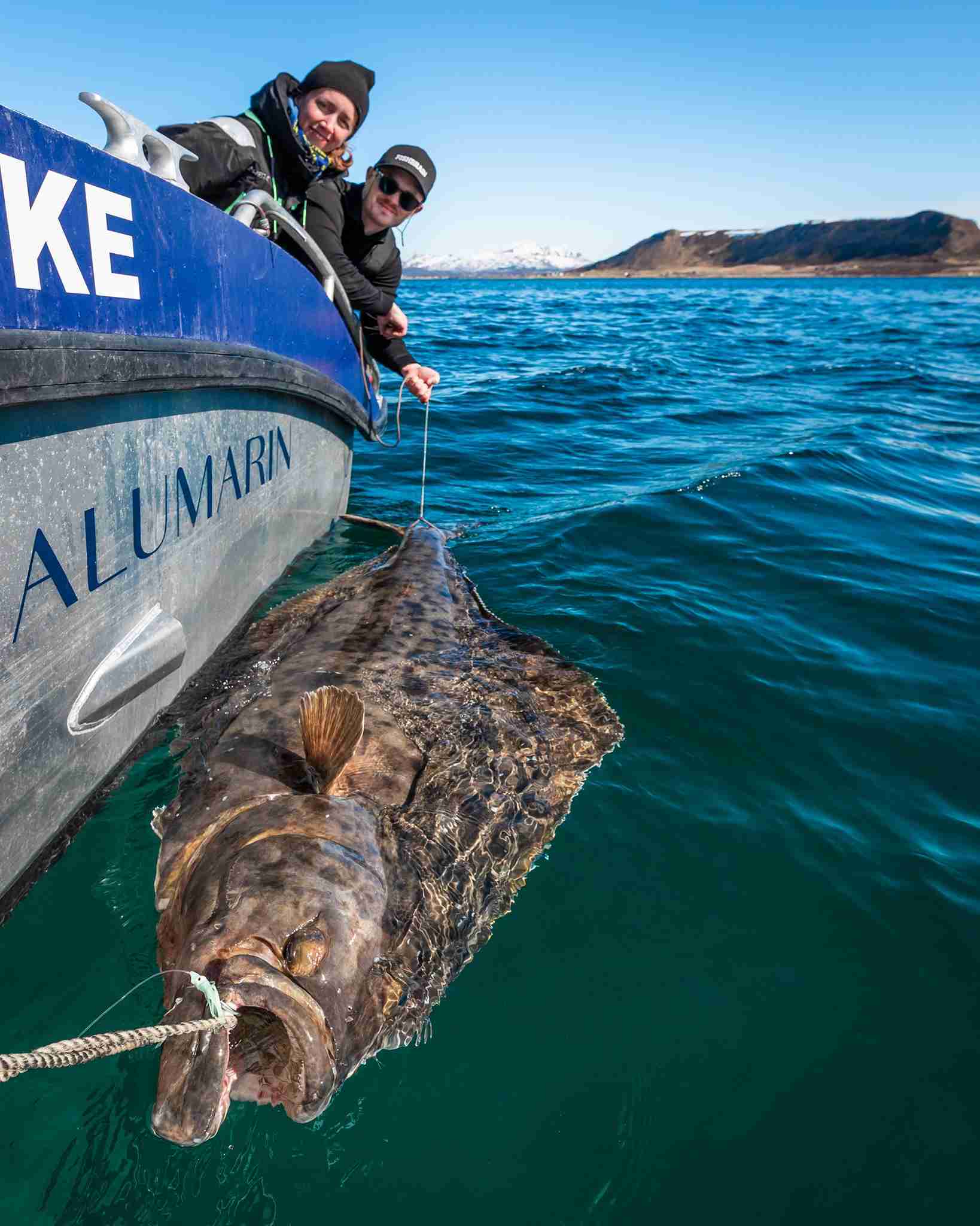 Enorm kveite ved siden av båt i krystallklart vann under fisketur i nærheten av Henningsvær og Nappstraumen.