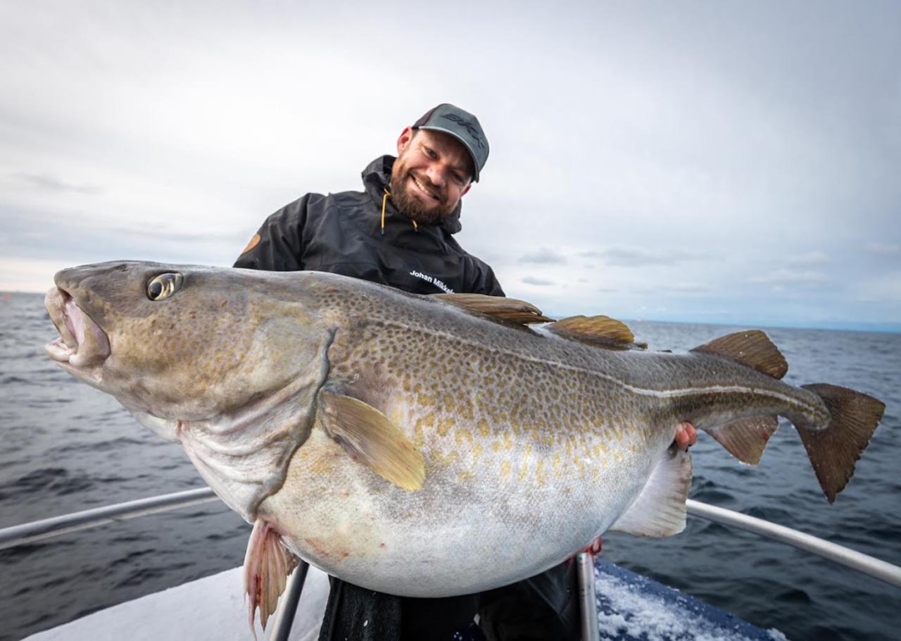 Man smiling with a large Atlantic cod caught on a winter cod fishing trip in Lofoten.
