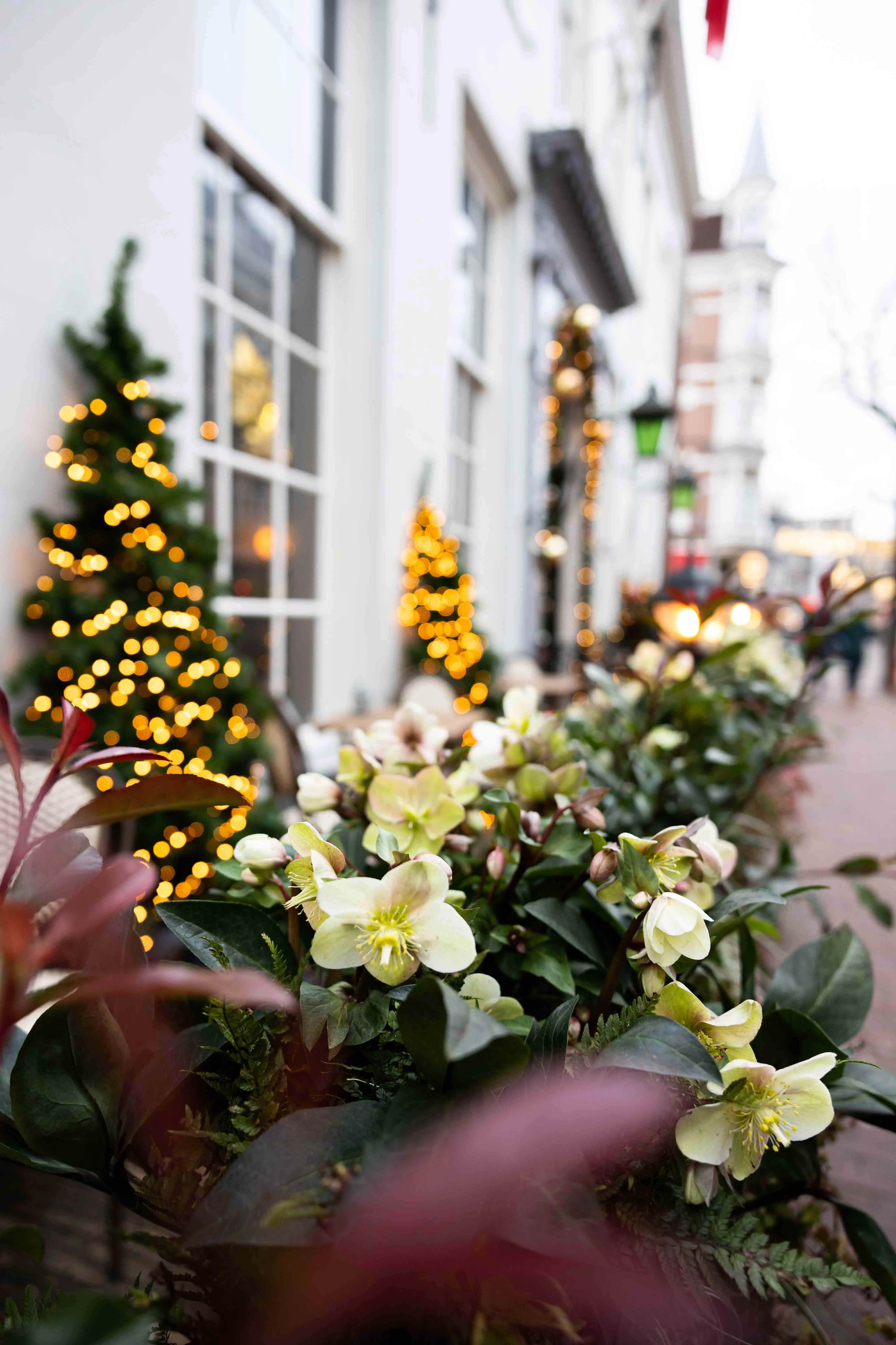 Subtiele kerstdecoratie met wintergroene planten en verlichting, die zorgt voor een feestelijke en uitnodigende wintersfeer.