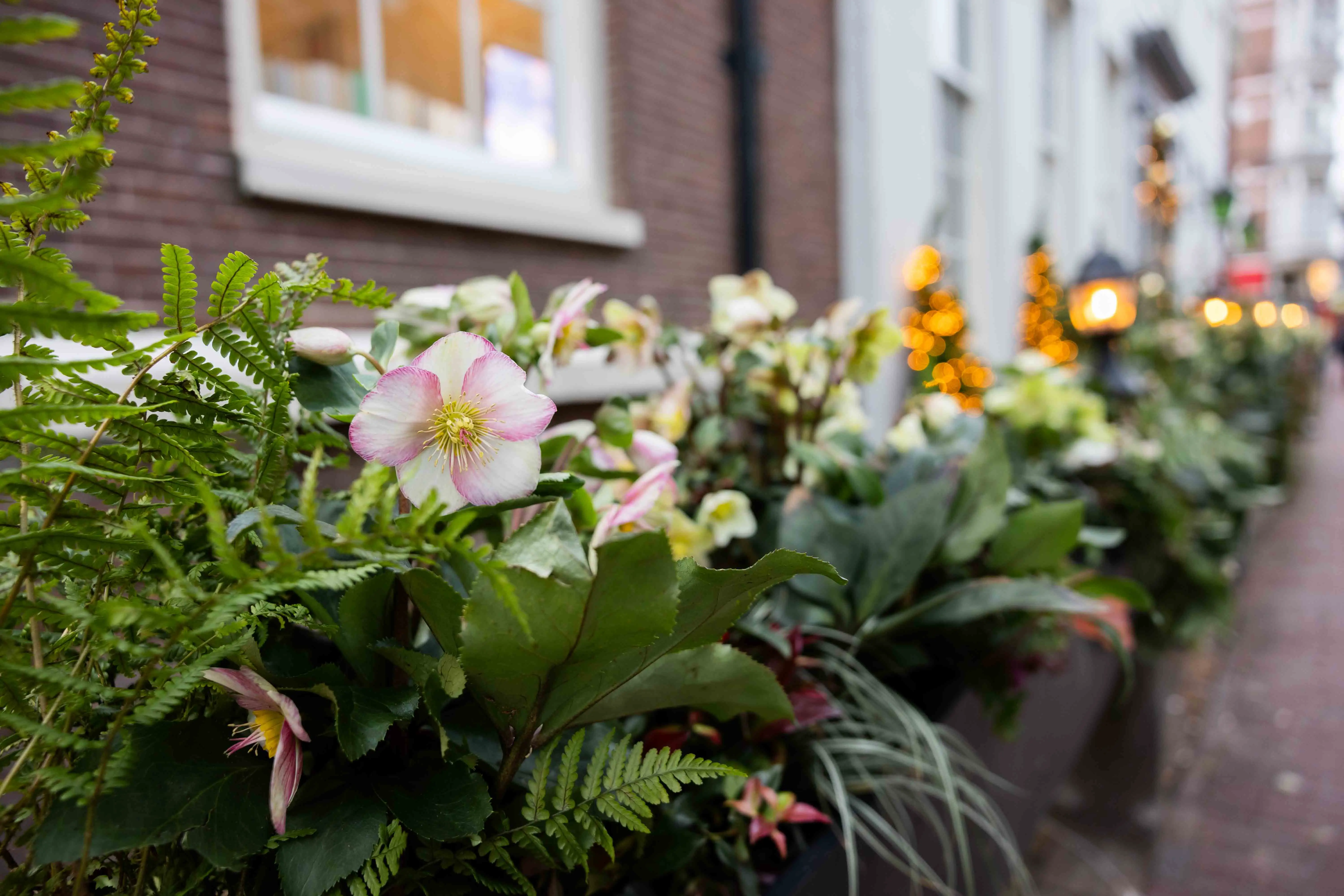 Close-up van wintergroene planten in stijlvolle plantenbakken, die kleur en sfeer toevoegen aan het terras in de wintermaanden.