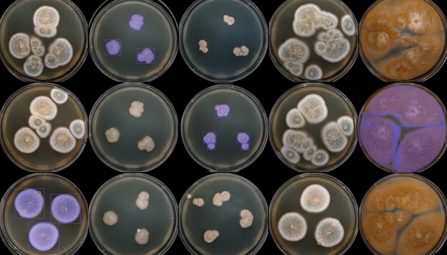 AI, Robotics, and Fungi: Unlocking the Future of Automated Microbiology