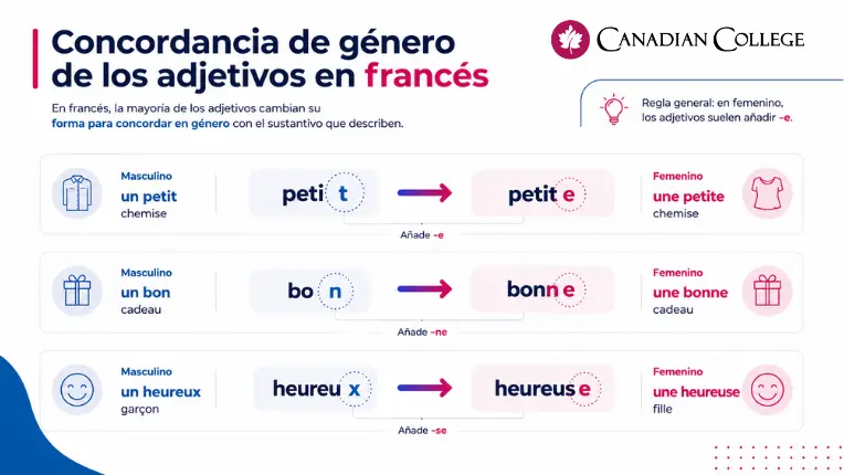 Esquema gramatical sobre la concordancia de género (masculino a femenino) de los adjetivos en francés con ejemplos.