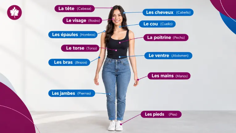 Infografía de Canadian College con una persona y etiquetas que señalan y traducen las partes del cuerpo en francés con sus nombres.