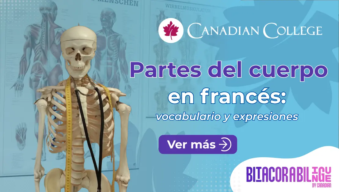 Banner con un modelo de esqueleto humano con estetoscopio junto al texto "Partes del cuerpo en francés: vocabulario y expresiones" en morado.