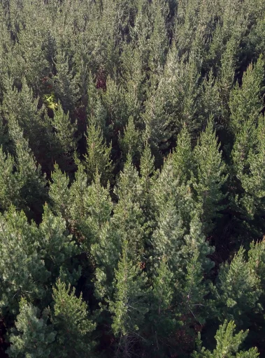 Supporting phytosanitary access to new markets