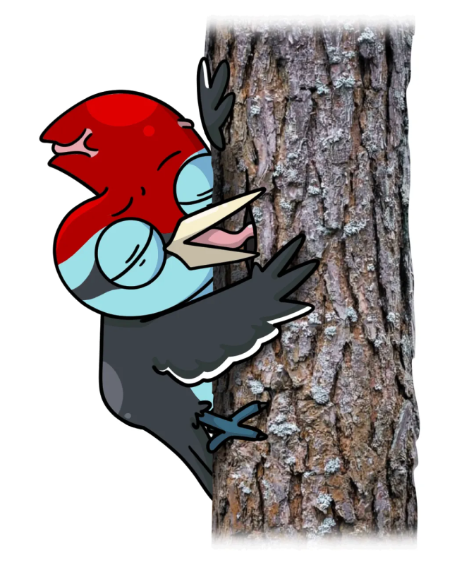 Why Don’t Woodpeckers Get Concussions?