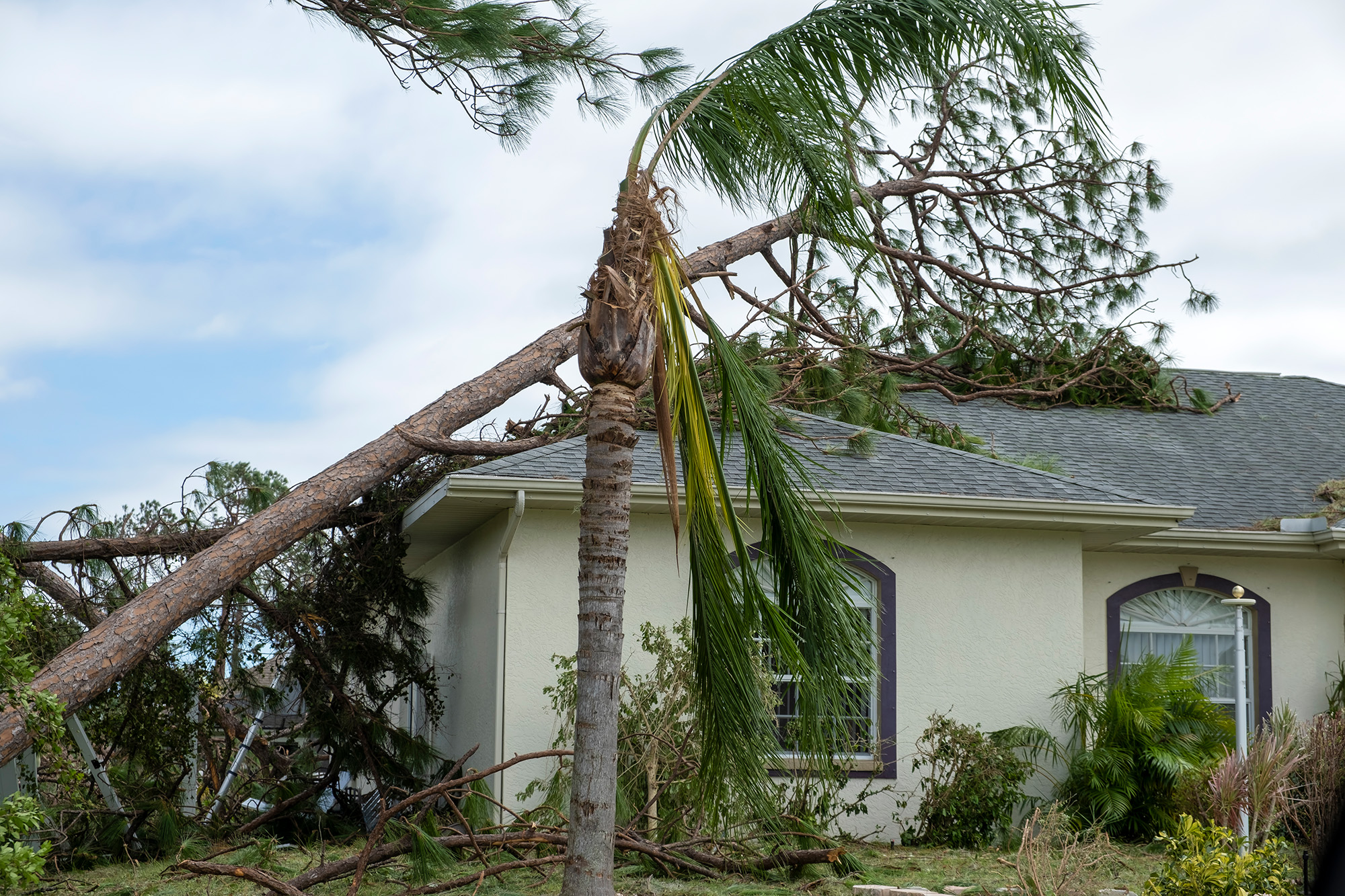 Why Emergency Tree Services Are Crucial After a Storm