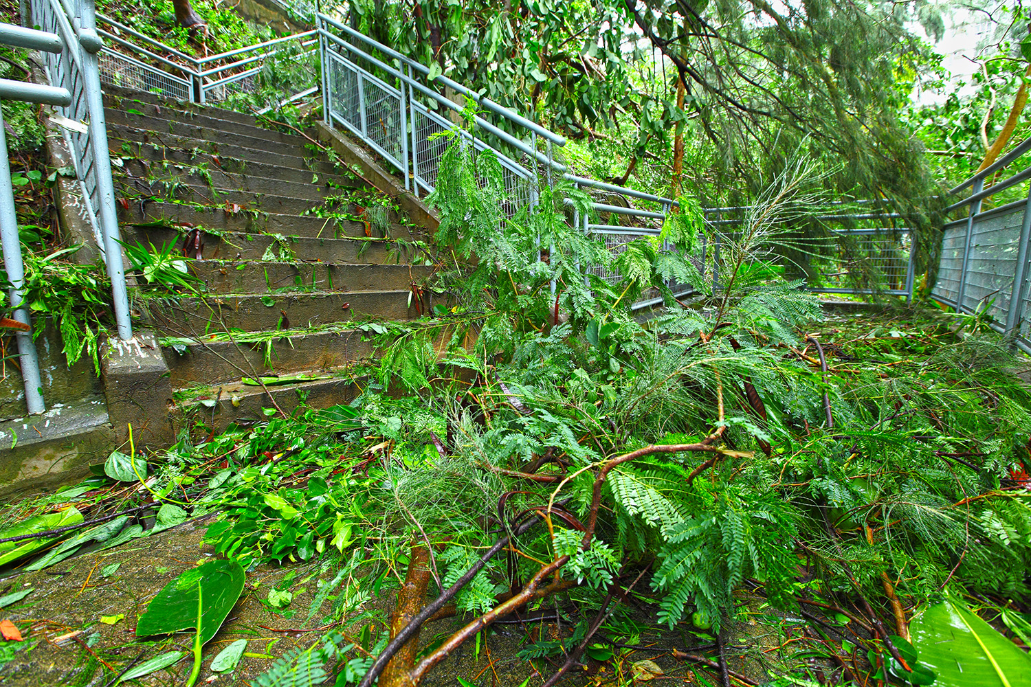 Why Emergency Tree Services Are Crucial After a Storm