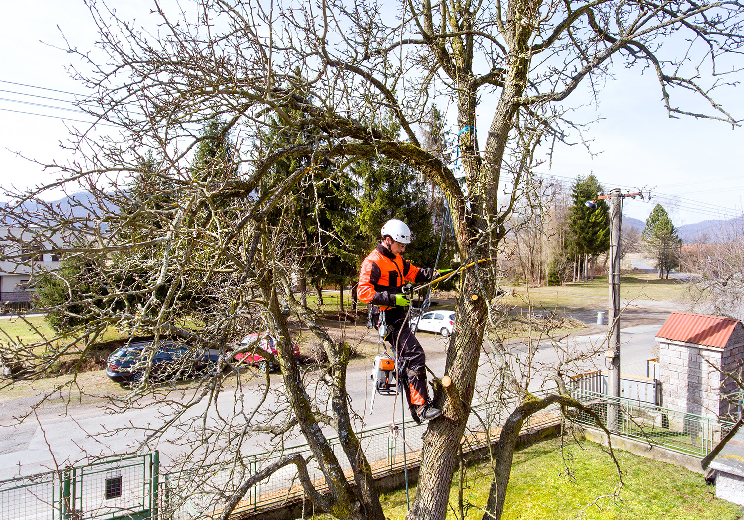 When to Trim Your Trees?