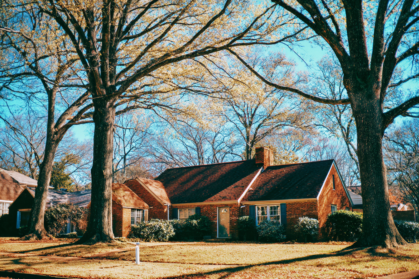 Safeguarding Your Trees: Locust Grove Pest & Disease Watch