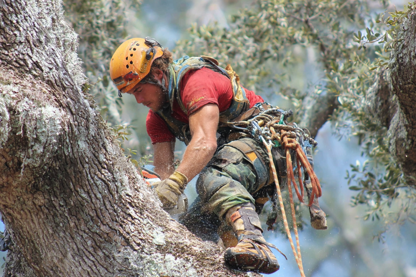 The Business Advantage: Expert Tree Care in Stockbridge