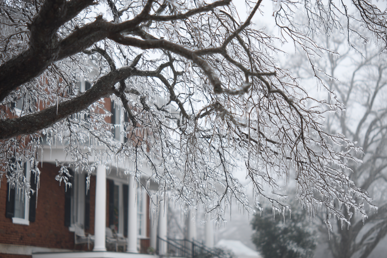 Ice Dams on Trees: A Silent But Dangerous Threat