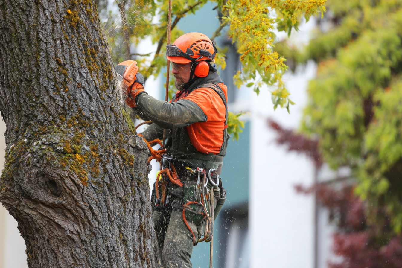 The Complete Guide to Safe & Professional Tree Removal in Georgia