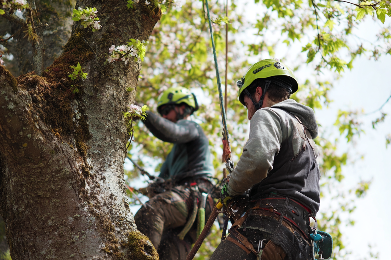 Stockbridge & McDonough Tree Removal Permits