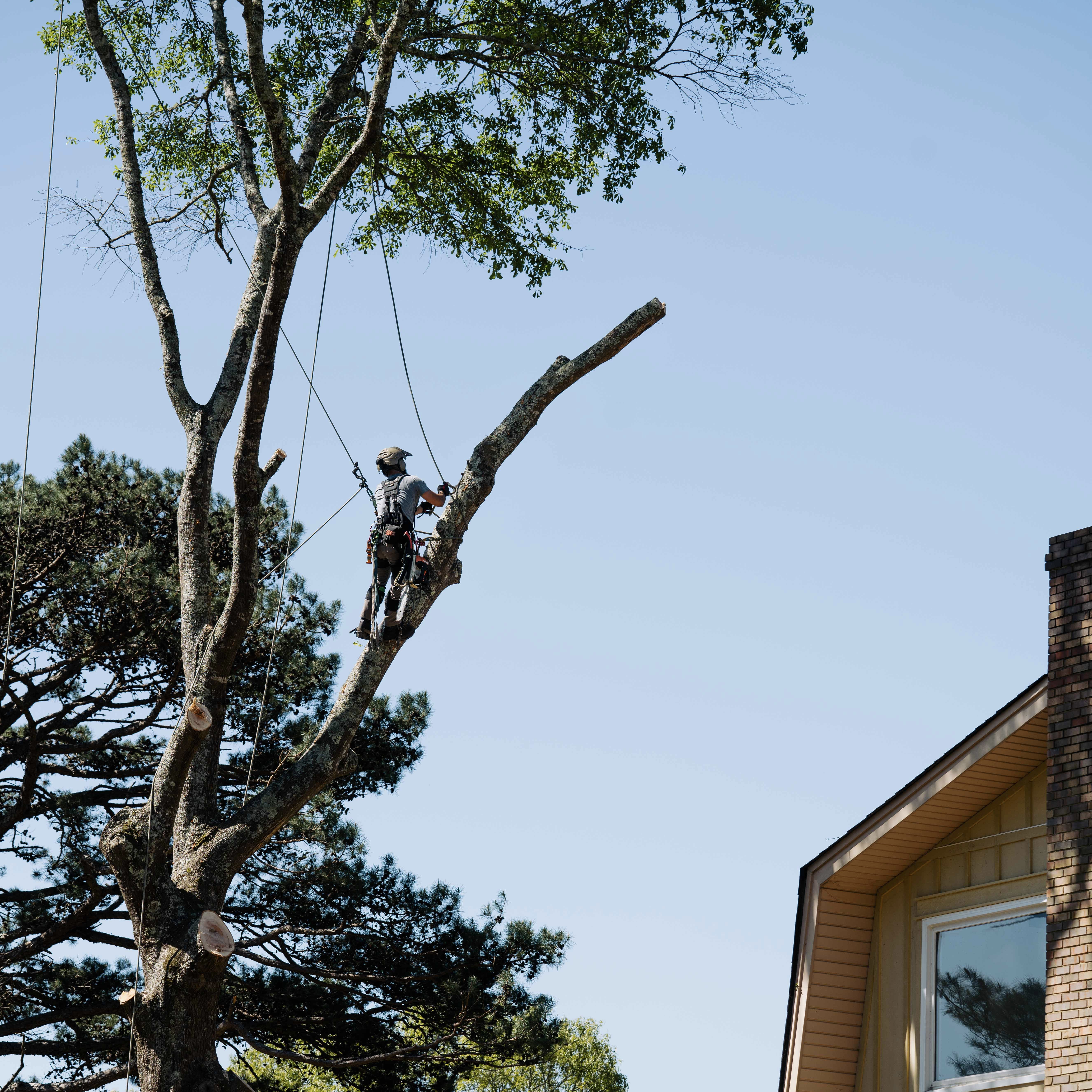 The Role of Tree Trimming in Promoting Healthy Growth
