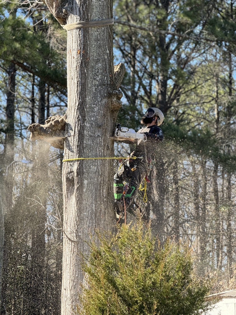 How to Identify Trees That Need Immediate Pruning