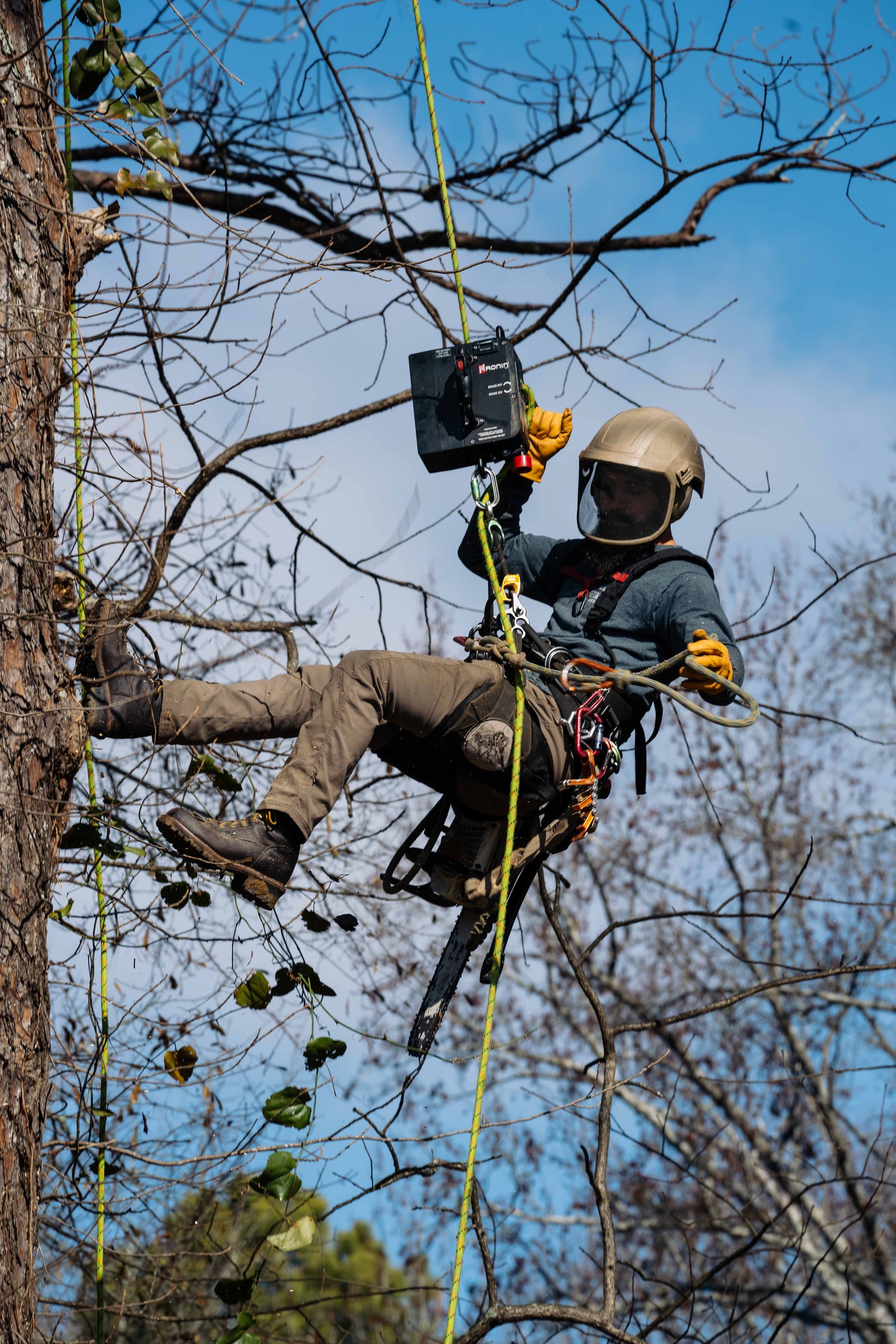 How Tree Pruning Improves Sunlight and Air Circulation