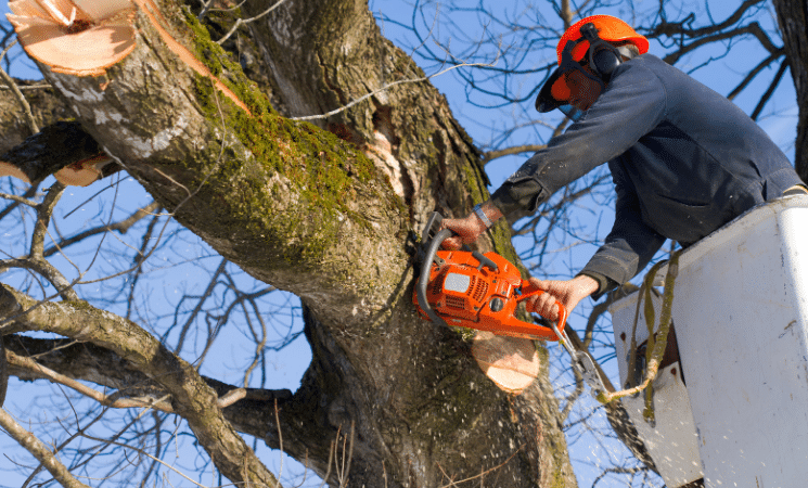 Enhancing Curb Appeal Through Strategic Tree Trimming