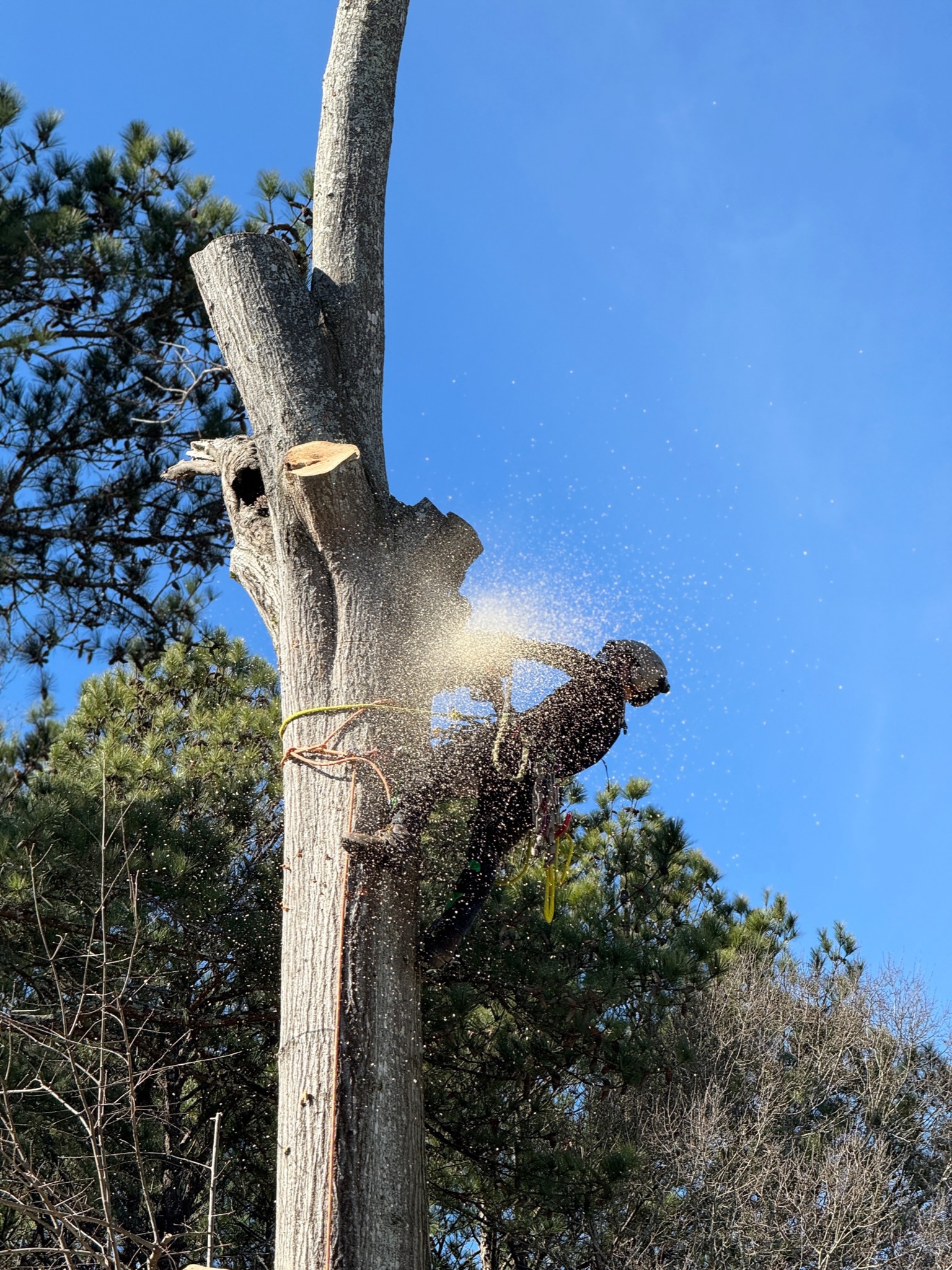 The Hidden Dangers of DIY Tree Trimming