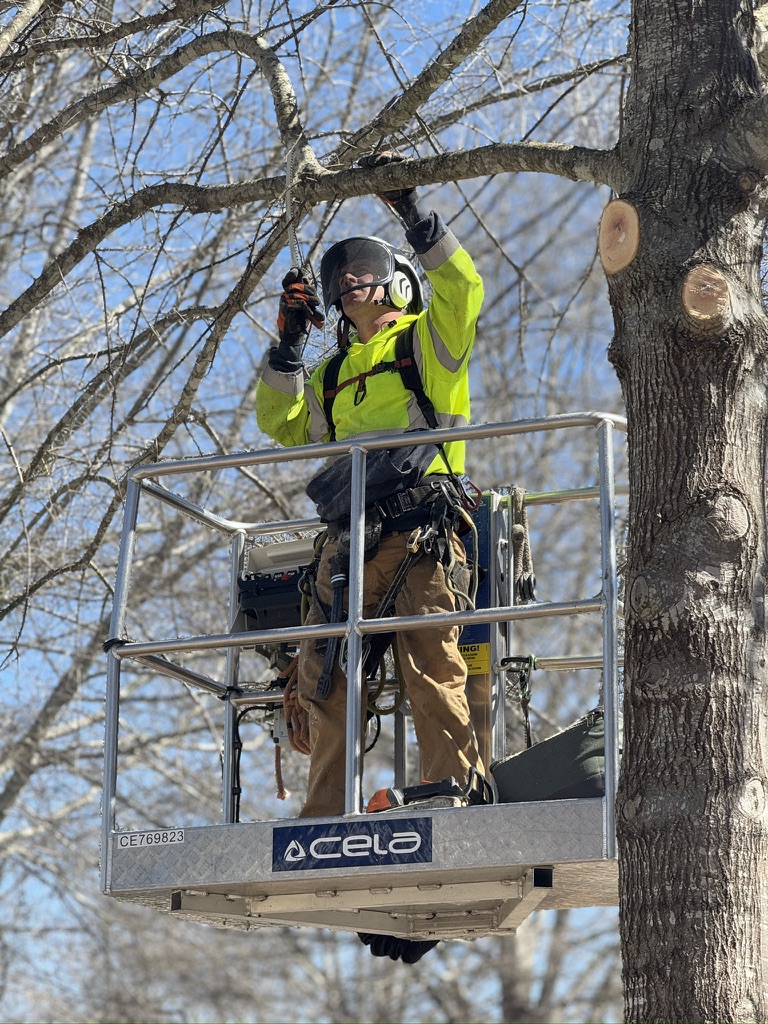 The Economic Benefits of Regular Tree Maintenance