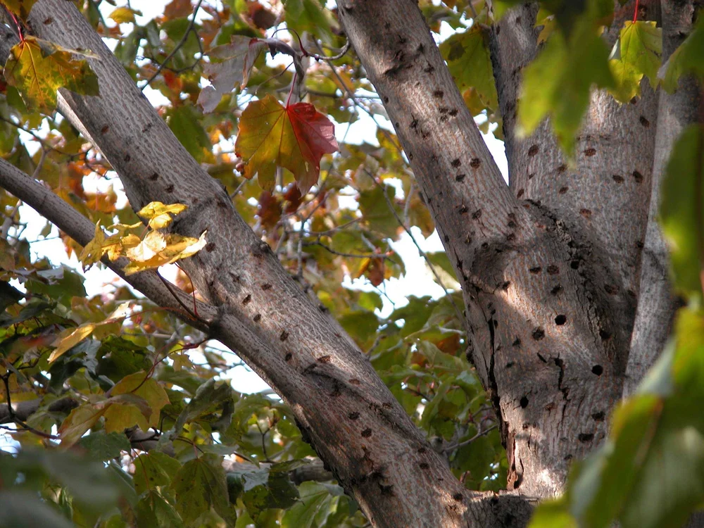 The Role of Tree Trimming in Preventing Pest Infestations