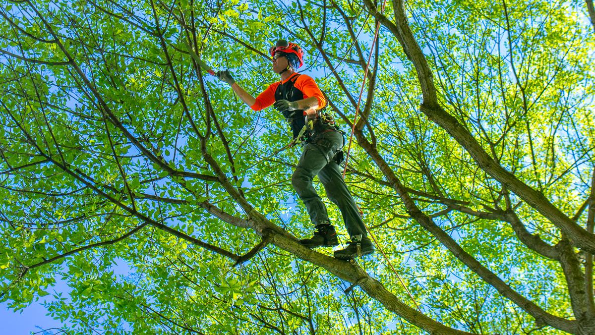 The Importance of Tree Pruning in Maintaining Structural Integrity