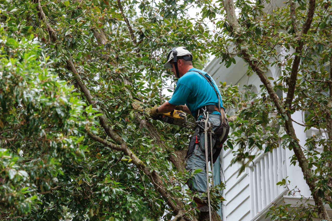 Tree Health & Property Safety: Your Ultimate Guide
