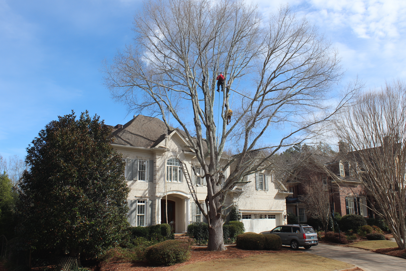 Stop Storm Damage: Your Guide to Preventative Tree Trimming