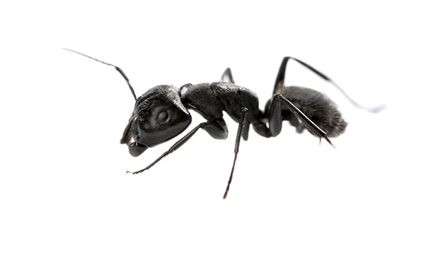 Fourmis