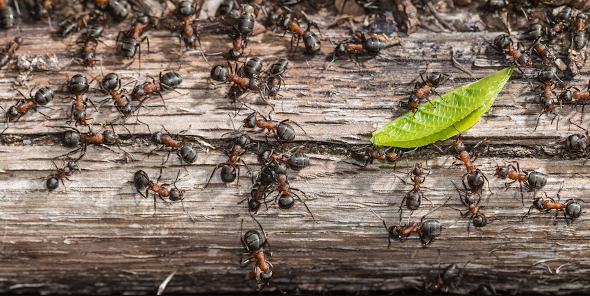 Traitement Fourmis Paris et IDF - Intervention Rapide 7j/7