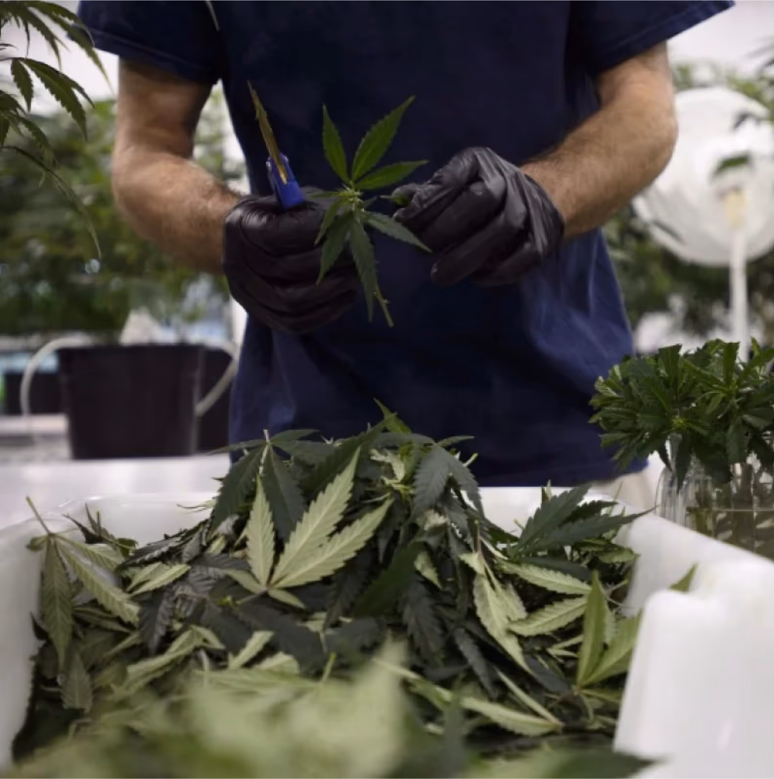 Healthy cannabis leaves at Green Remedy