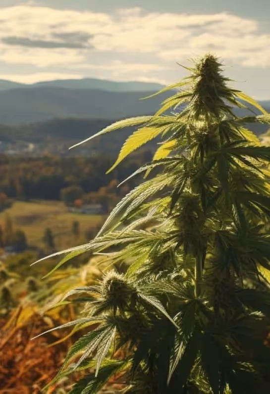 Richmond cannabis leaves – Green Remedy dispensary