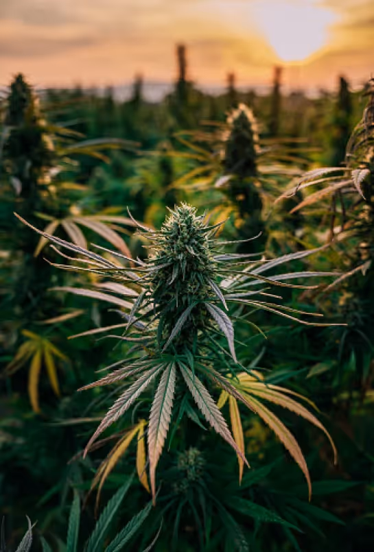 Green Remedy Richmond THC-rich cannabis foliage