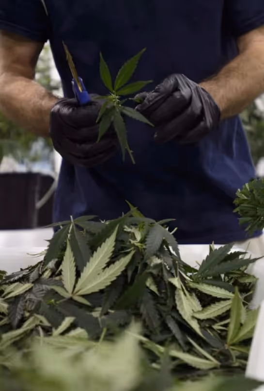 Cannabis plant leaves at Green Remedy Richmond