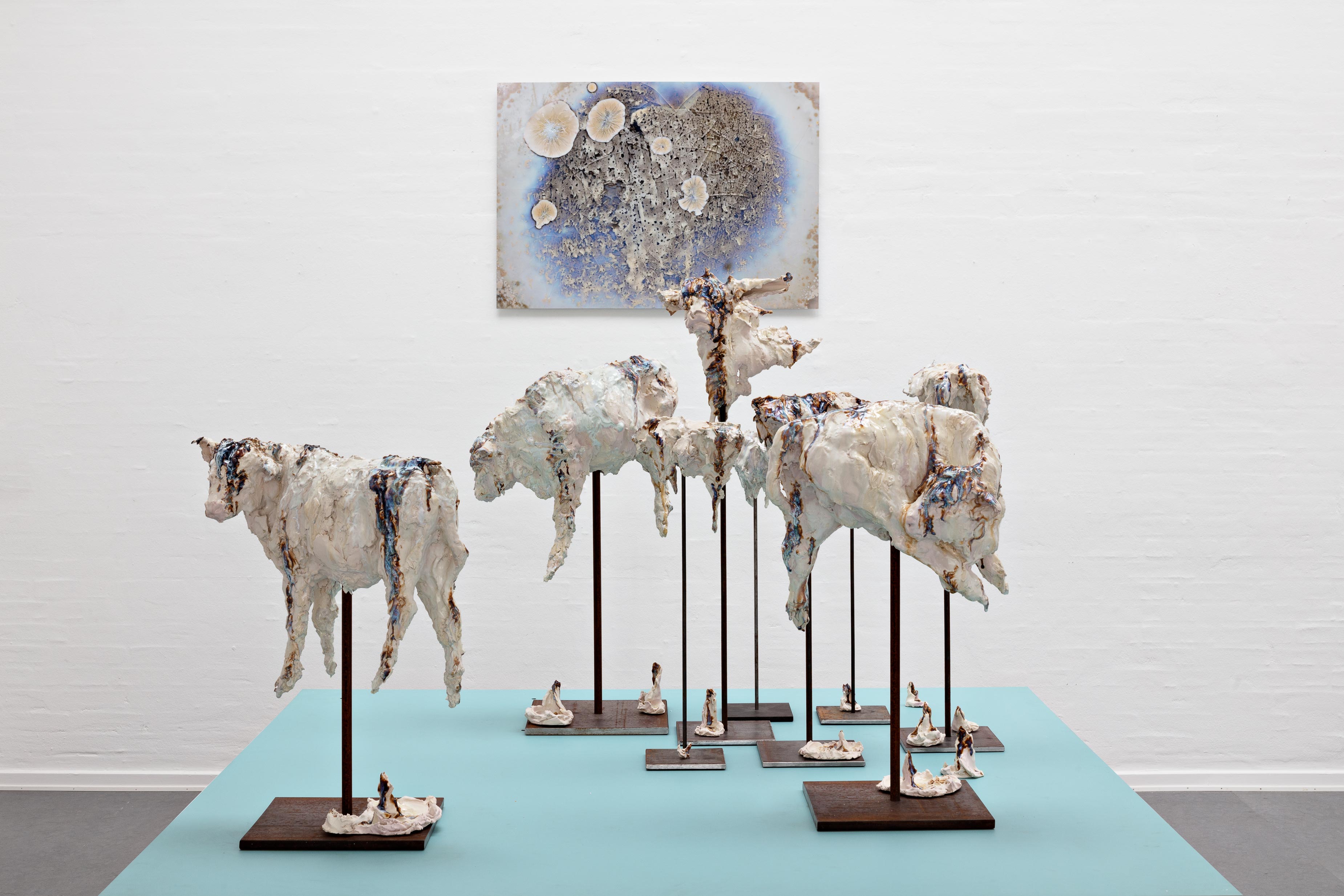 Køer på Saltholm, 2023