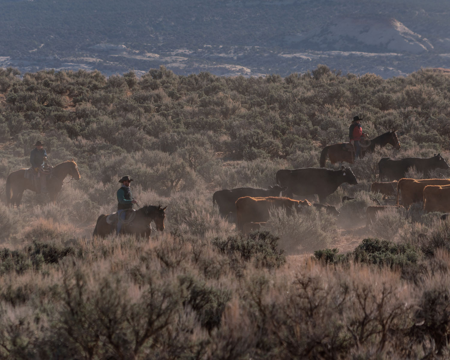 Cowboys on horseback