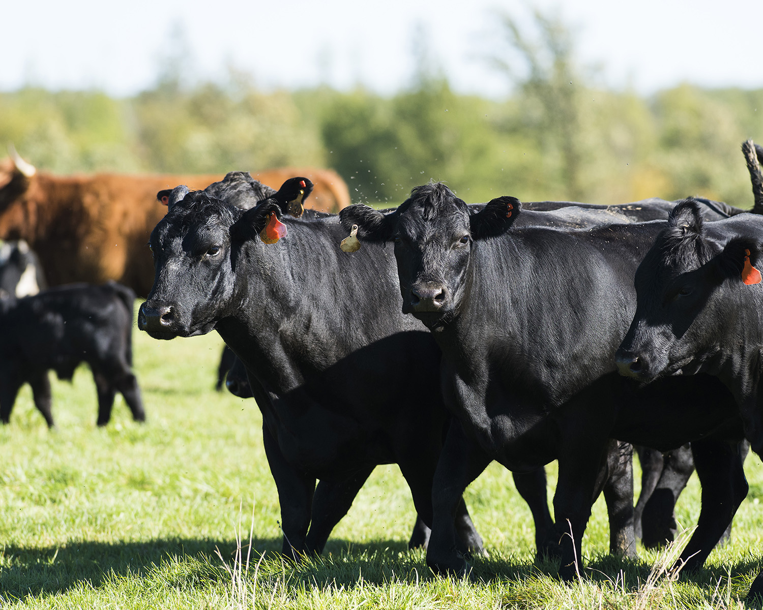 Cows in a field